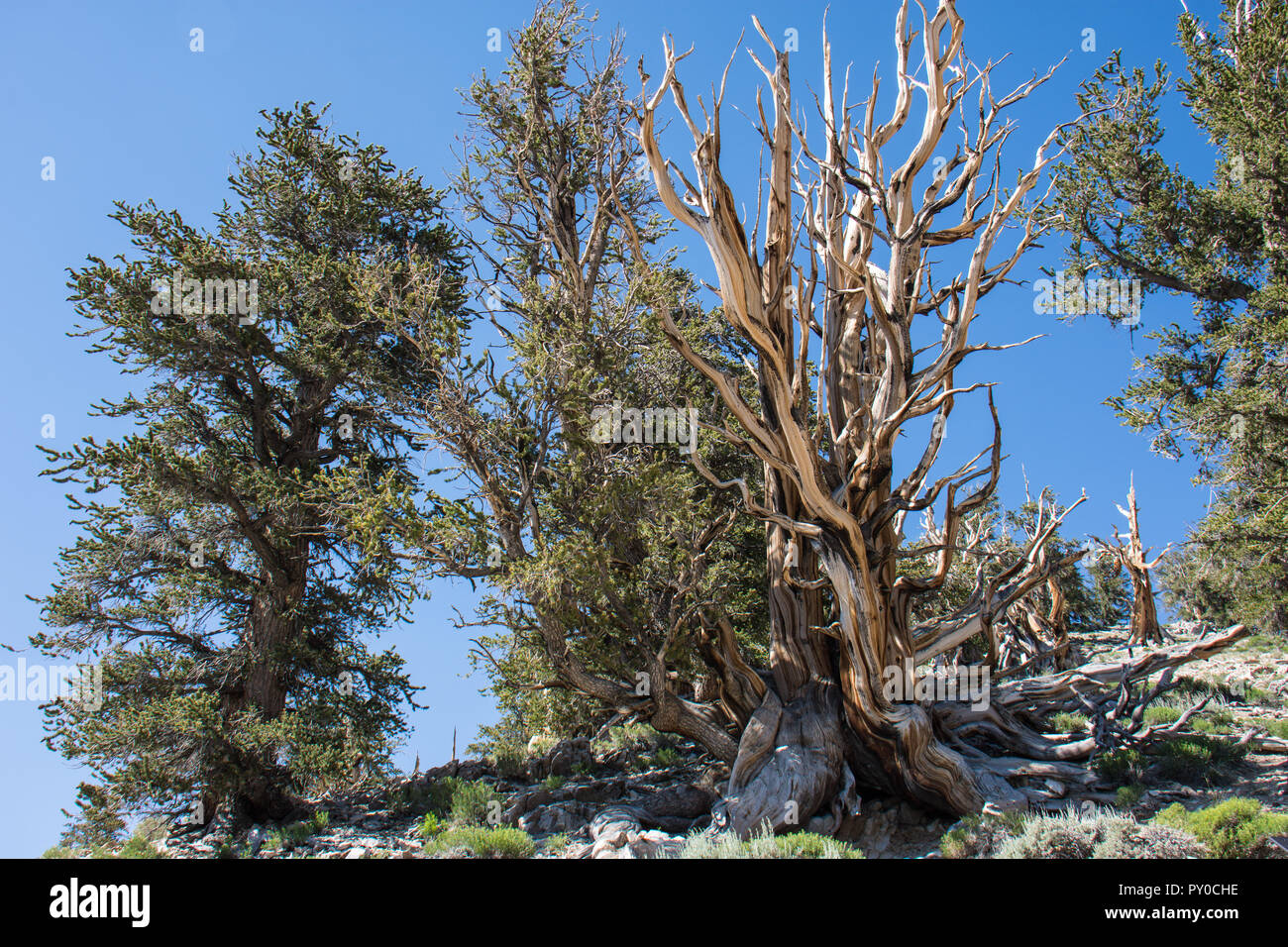 Ancient Bristlecone Pine Tree - diese alten Bäume verdreht haben und knorrige Features. Kalifornien - White Mountains Stockfoto