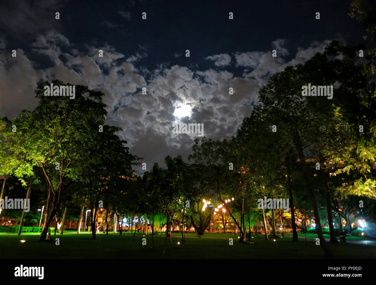 Blick auf die Bäume im Ayala Triangle Park in der Nacht in Manila, Philippinen Stockfoto