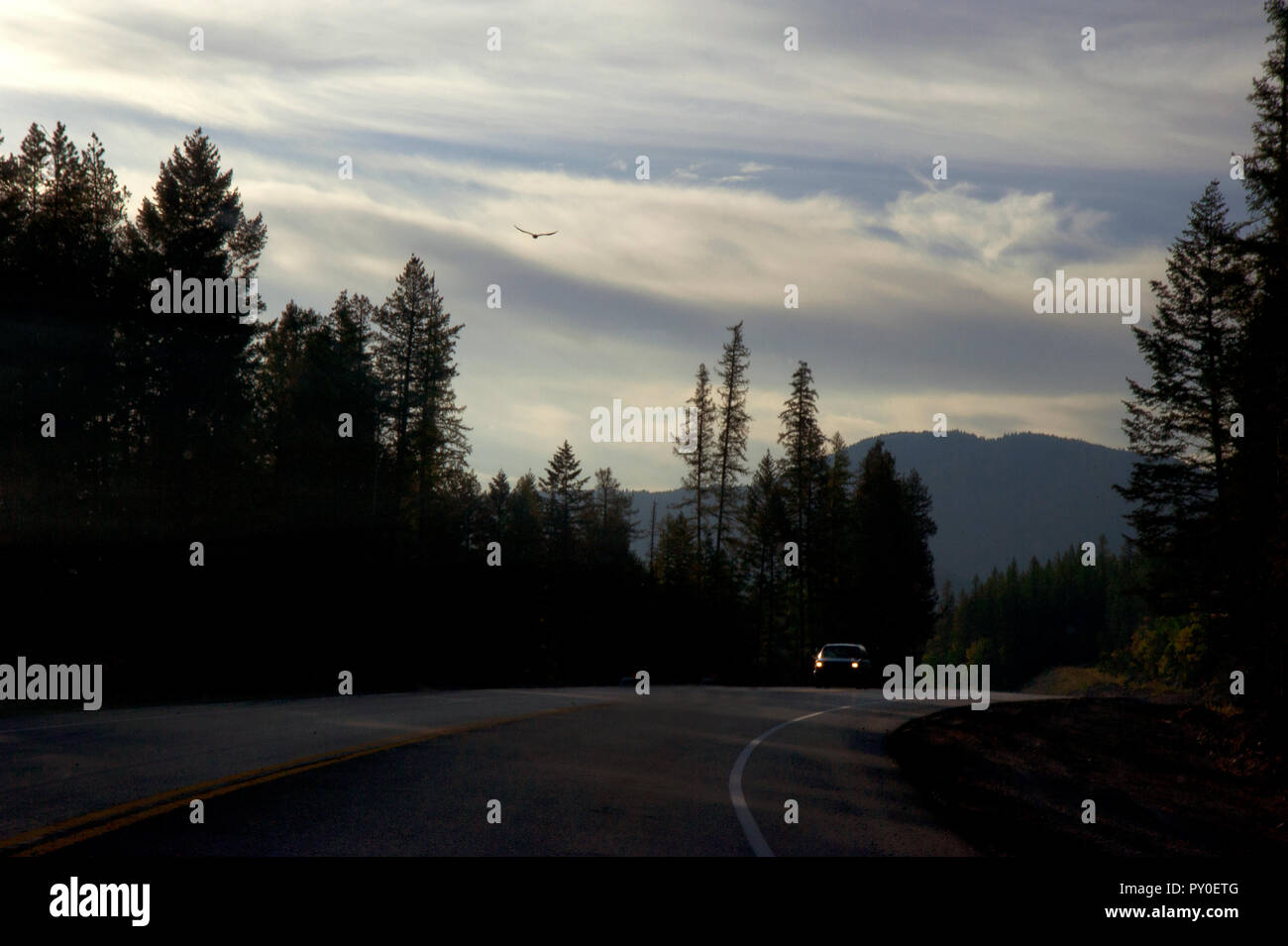 Auto Fahren auf offener Straße mit großen Vogel hochfliegende Overhead in Montana, USA Stockfoto