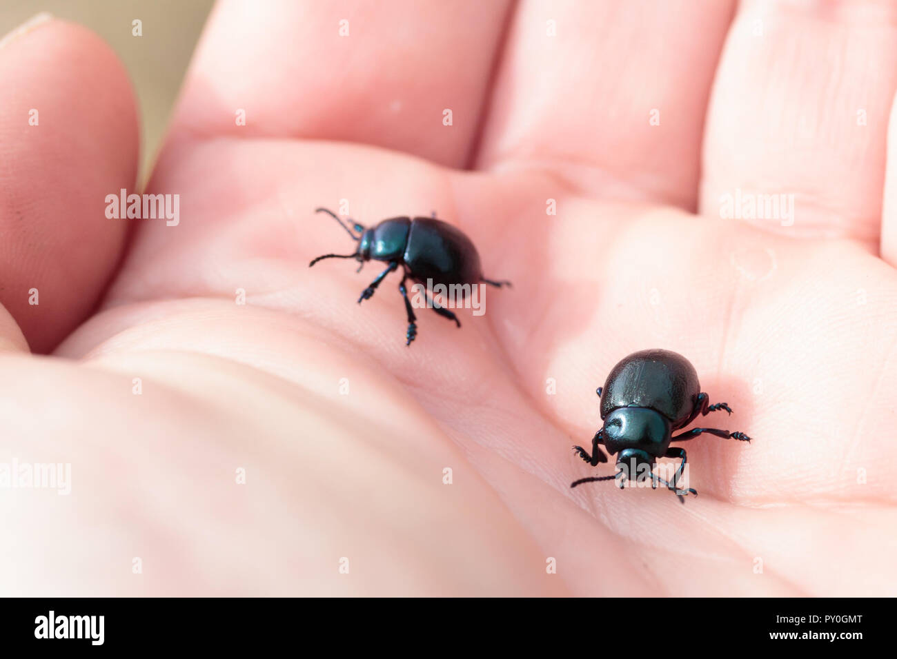 Blutige Nase Stockfotos Und Bilder Kaufen Alamy