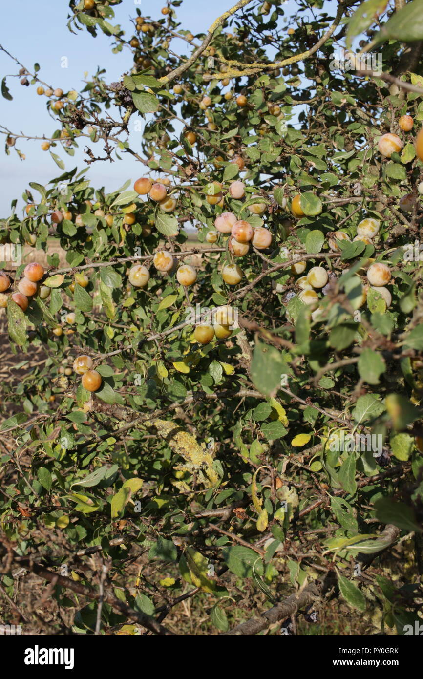 Wild Plum Tree Fruit Stockfotos und -bilder Kaufen - Alamy
