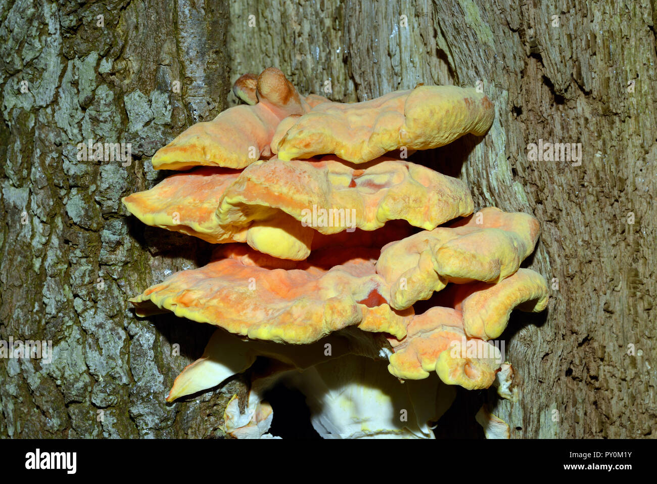 Laetiporus sulfureus (Schwefel polypore) ist eine Pflanzenart aus der Gattung der Halterung Pilz in Europa und Nordamerika gefunden. Es können parasitäre werden. Stockfoto