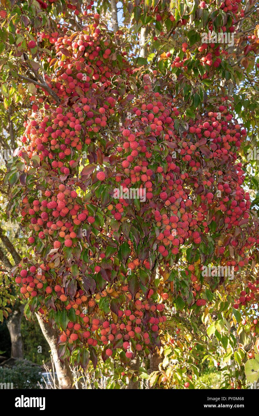 Früchte und Blätter der Kousa Hartriegelbaum im Spätsommer. Stockfoto