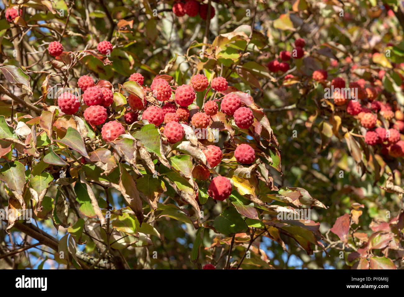 Früchte und Blätter der Kousa Hartriegelbaum im Spätsommer. Stockfoto