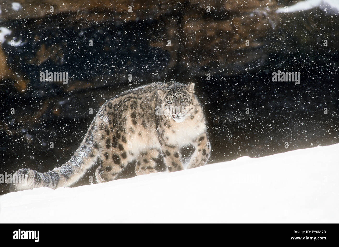 Snow Leopard; Big Cat; Predator; Winter; gefangen. Stockfoto