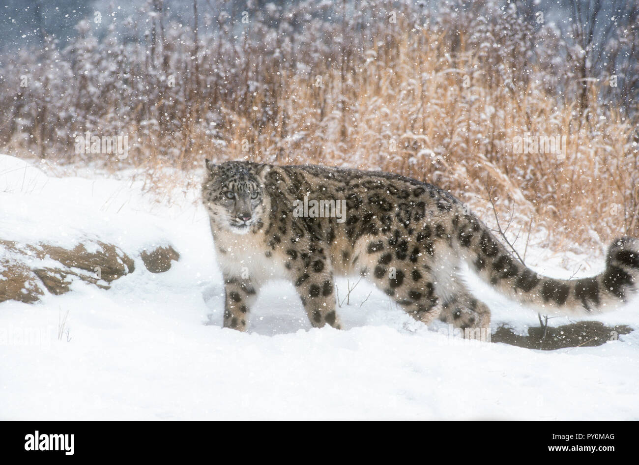 Snow Leopard; Big Cat; Predator; Winter; gefangen. Stockfoto