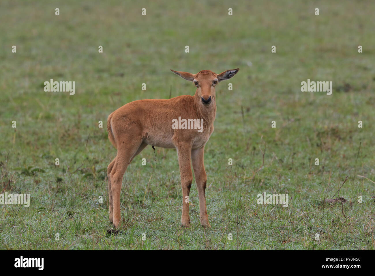 Ein neugeborenes Topi sieht mit neugierigen Augen in die Kamera in der Masai Mara Game Park, Narok County, Kenia. Stockfoto