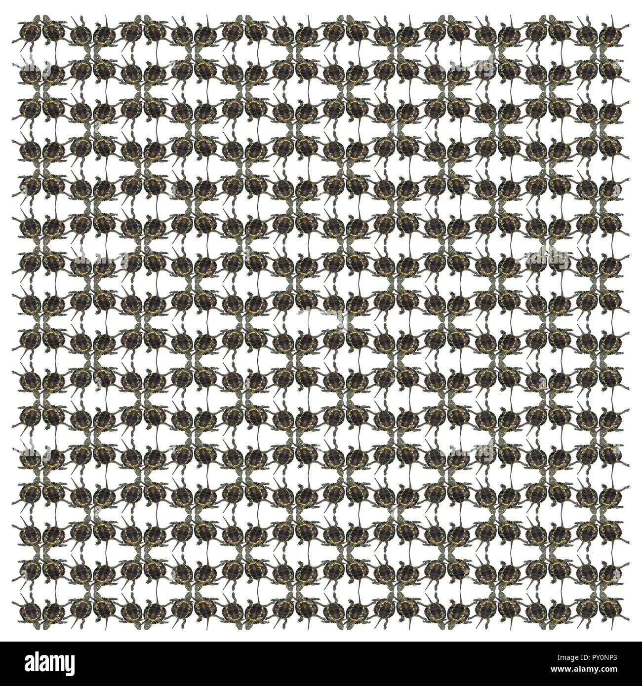 Europäischen Sumpfschildkröte, Emys orbicularis, in wiederholten Muster, vor weißem Hintergrund Stockfoto