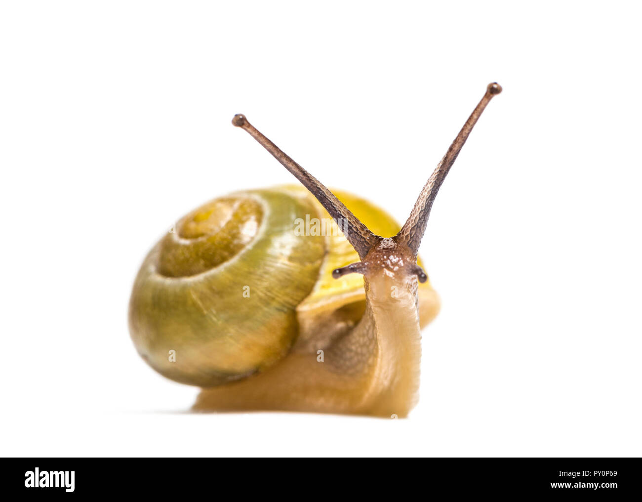 Grove Schnecke oder braun-lippigen Schnecke, Cepaea nemoralis, vor weißem Hintergrund Stockfoto