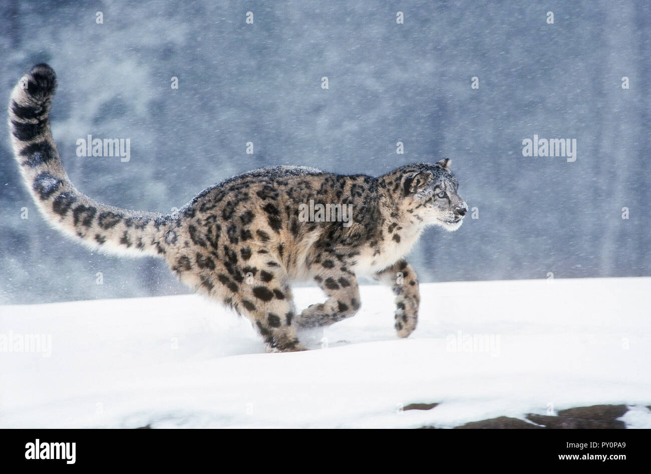 Snow Leopard; Big Cat; Predator; Winter; gefangen. Stockfoto