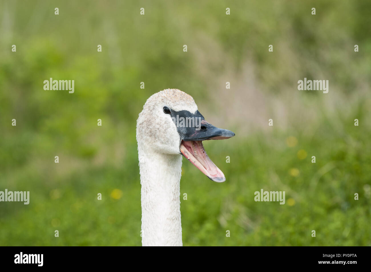 Nahaufnahme Porträt einer Trumpeter Swan mit offenem Schnabel Stockfoto