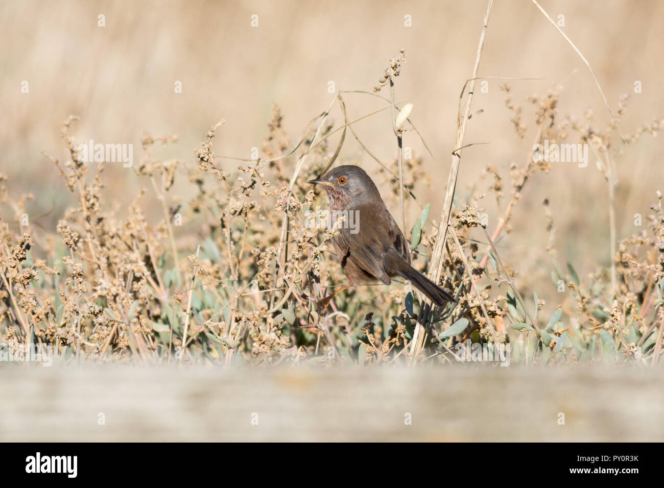 Dartford Warbler (Sylvia undata) auf küstenvegetation an Titchfield Haven National Nature Reserve, Hampshire, UK gehockt Stockfoto