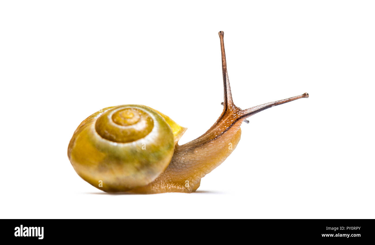 Grove Schnecke oder braun-lippigen Schnecke, Cepaea nemoralis, vor weißem Hintergrund Stockfoto