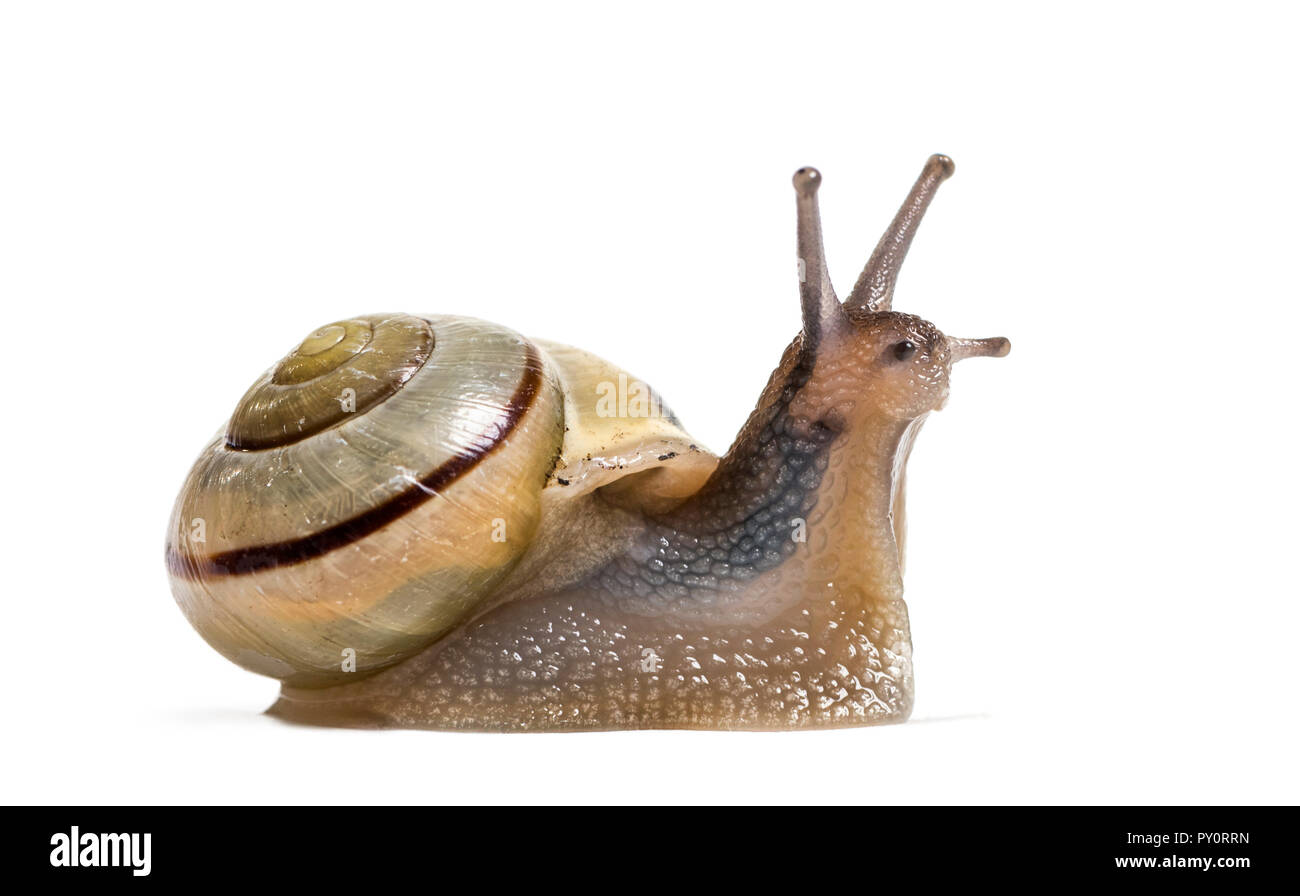 Grove Schnecke oder braun-lippigen Schnecke, Cepaea nemoralis, vor weißem Hintergrund Stockfoto