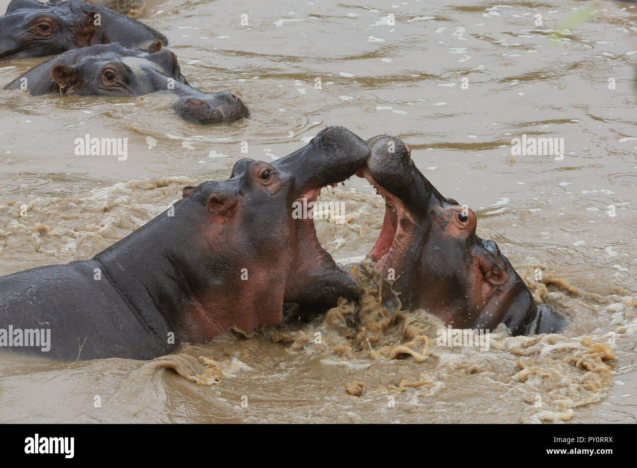 Zwei Nilpferde im Wasser mit offenen Mund Schwieriges Miteinander in vollem Kontakt in der Masai Mara Game Park, Norok County, Kenia. Stockfoto