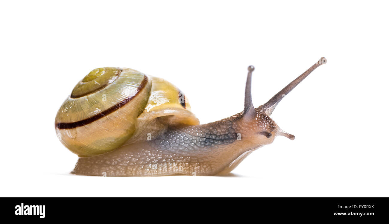 Grove Schnecke oder braun-lippigen Schnecke, Cepaea nemoralis, vor weißem Hintergrund Stockfoto