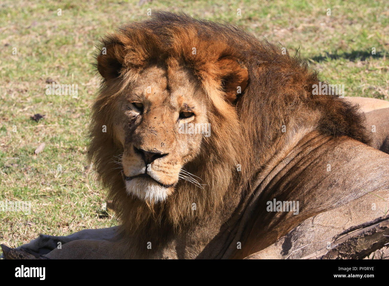 Eine ausgereifte Lion mit schwarzer Mähne ist zur Festlegung und in Richtung der Kamera im Serengeti National Park, Mara Region, Tansania. Stockfoto