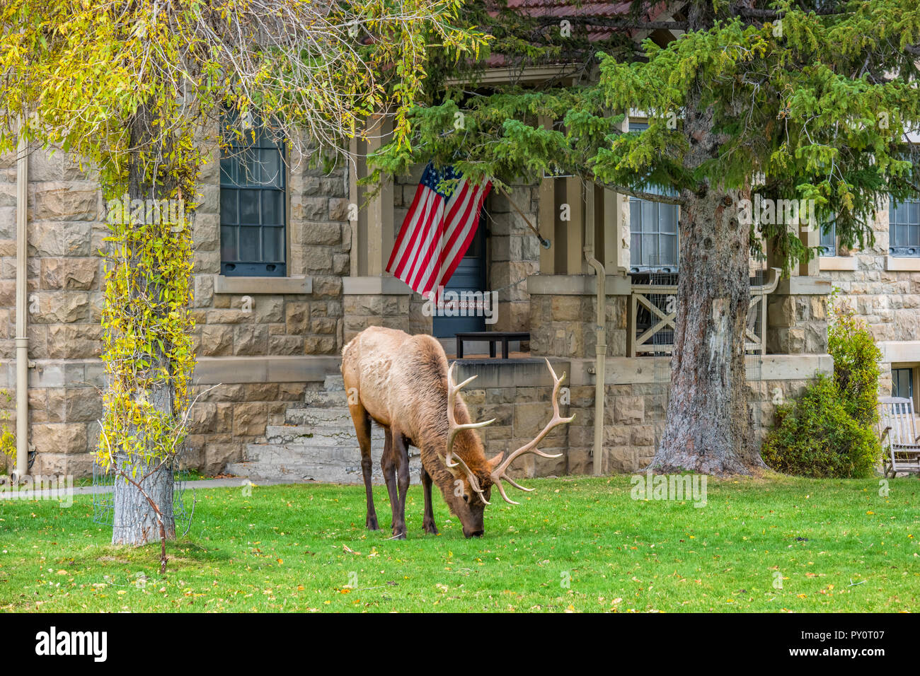 Elch stier und US Flag in Mammoth, Wyoming Yellowstone National Park Stockfoto