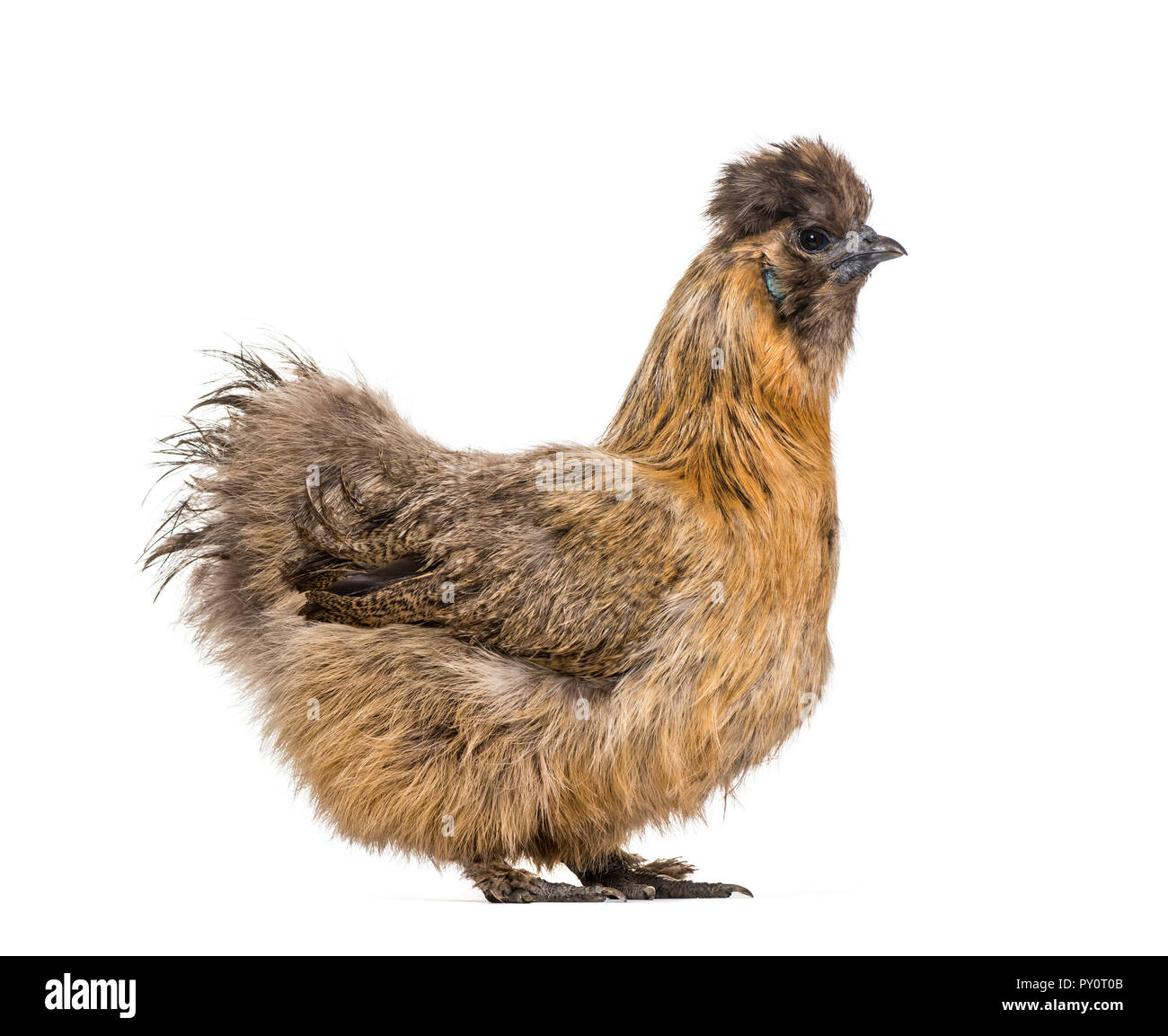 Silkie, manchmal Seidig, Rasse von Hähnchen bekannt für die flauschige Gefieder, vor weißem Hintergrund geschrieben Stockfoto