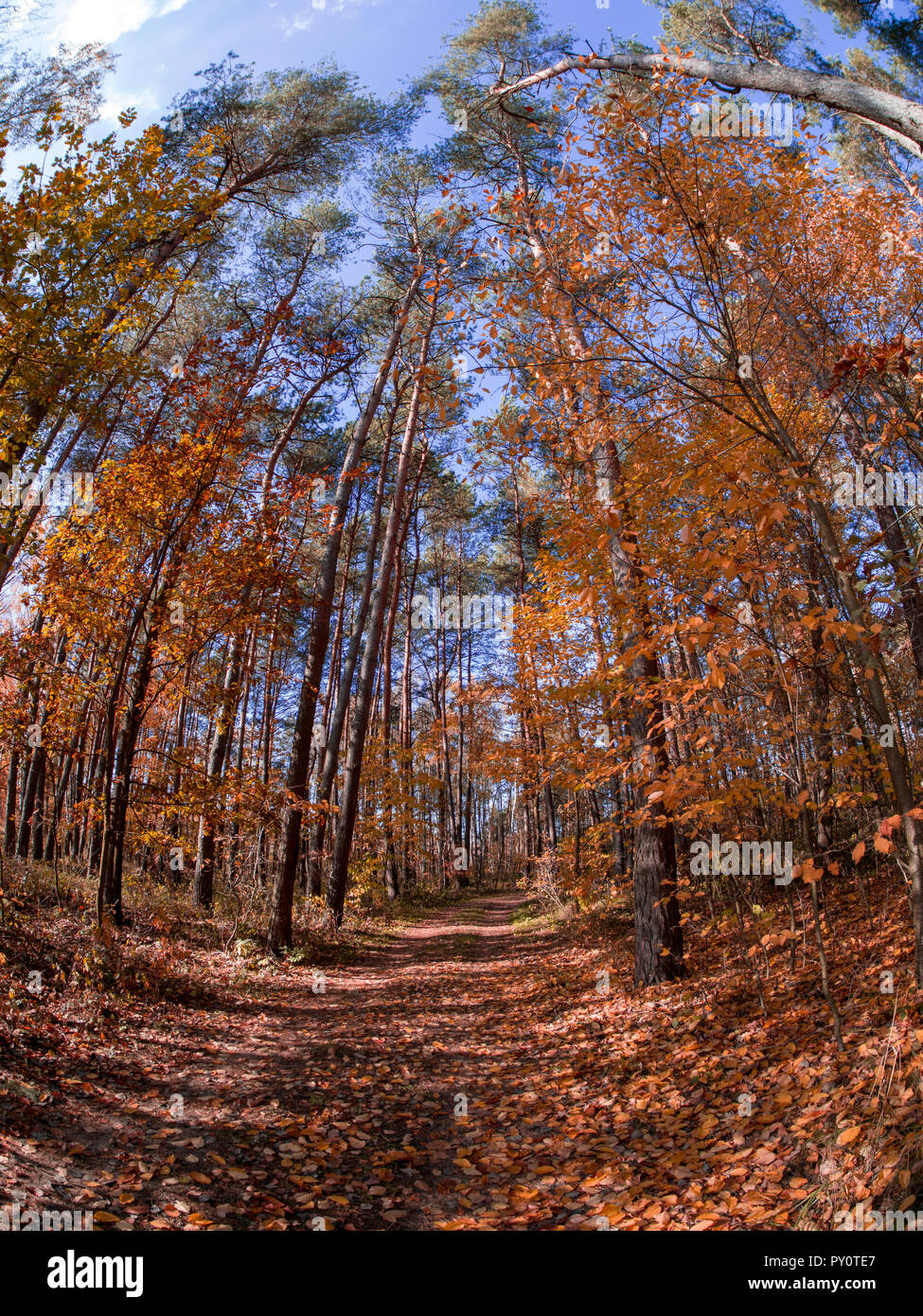 Straße in Wäldern während Frühling bis Herbst Übergang mit schönen Orange- und Rottönen Stockfoto