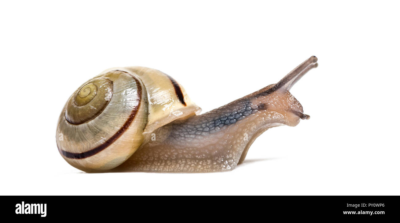 Grove Schnecke oder braun-lippigen Schnecke, Cepaea nemoralis, vor weißem Hintergrund Stockfoto