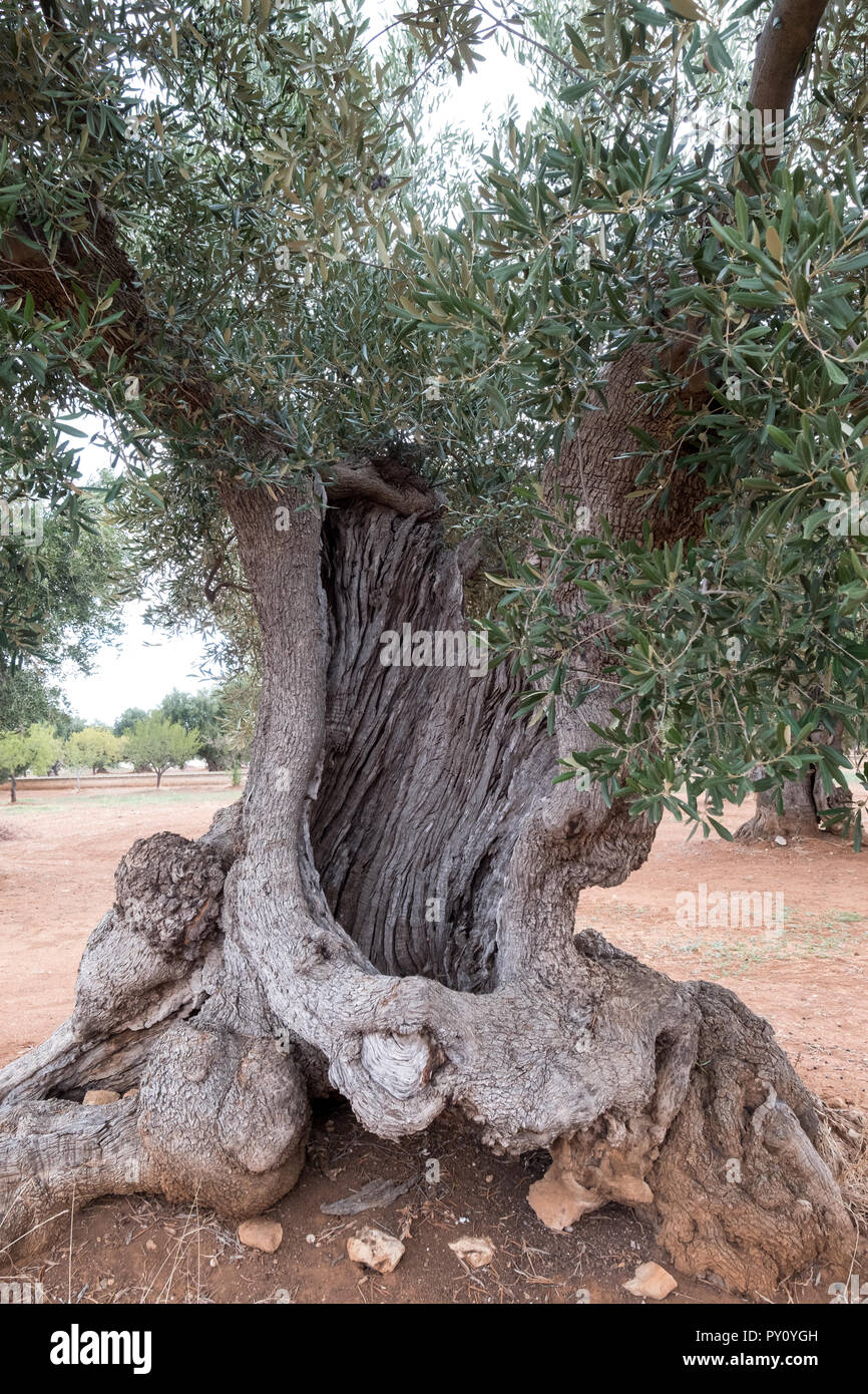 Xylella fastidiosa -Fotos und -Bildmaterial in hoher Auflsung  Alamy