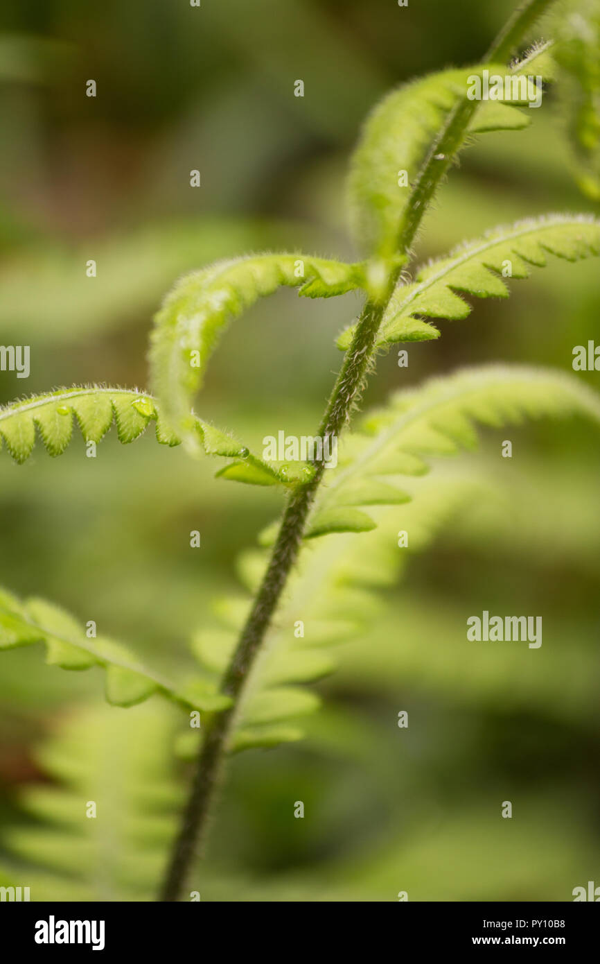 Farn Blatt Pflanze auf einem natürlichen Hintergrund Stockfoto