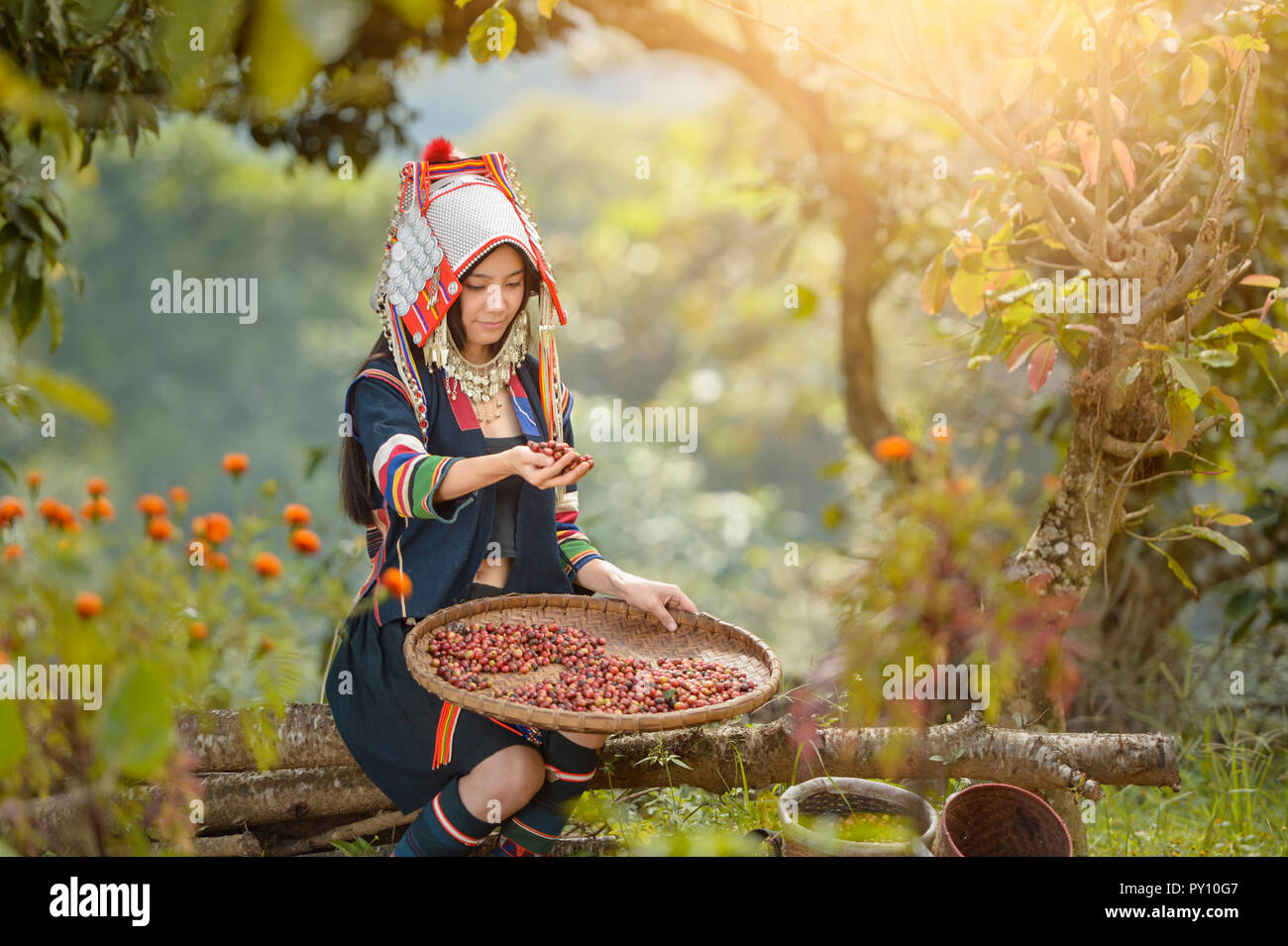 Frau, die traditionelle Kleidung der Ernte Kaffee Beeren, Thailand  Stockfotografie - Alamy