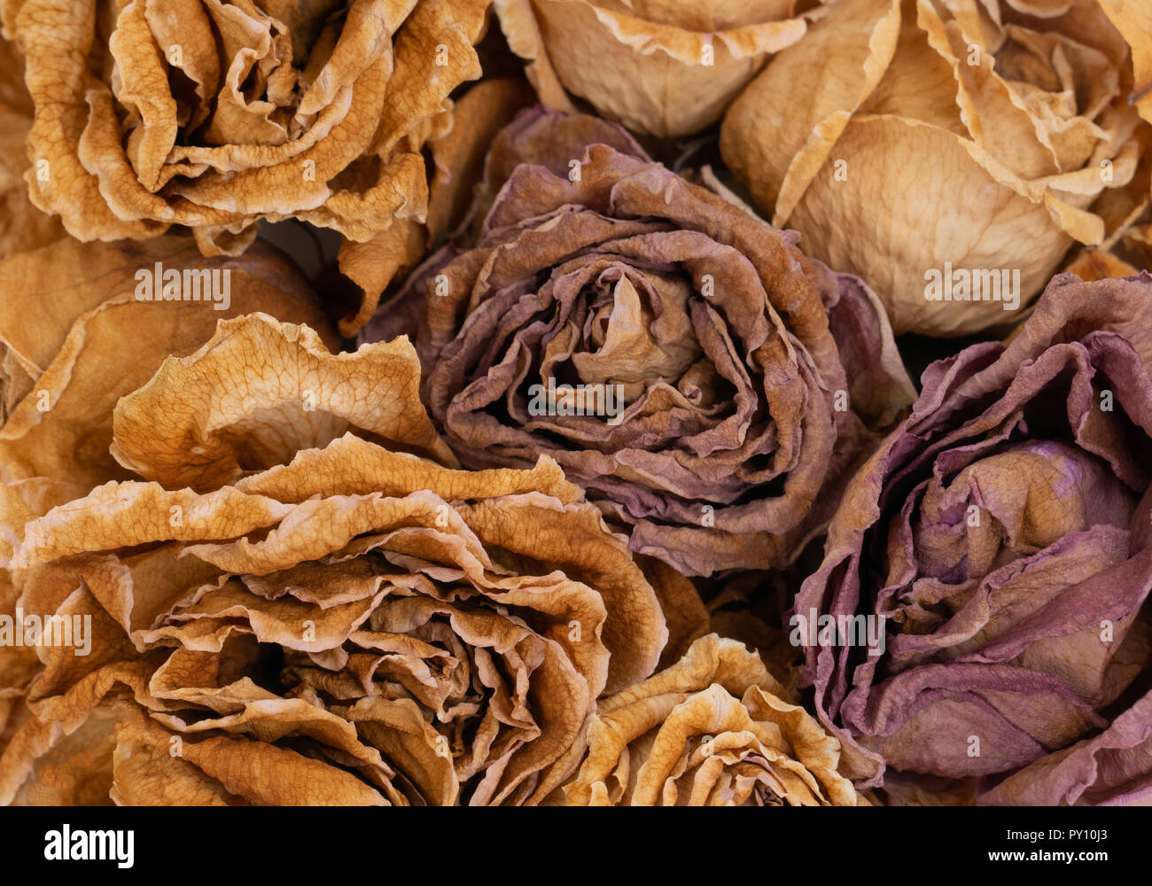 Nahaufnahme der Trocknung gelbe Rose Stockfoto