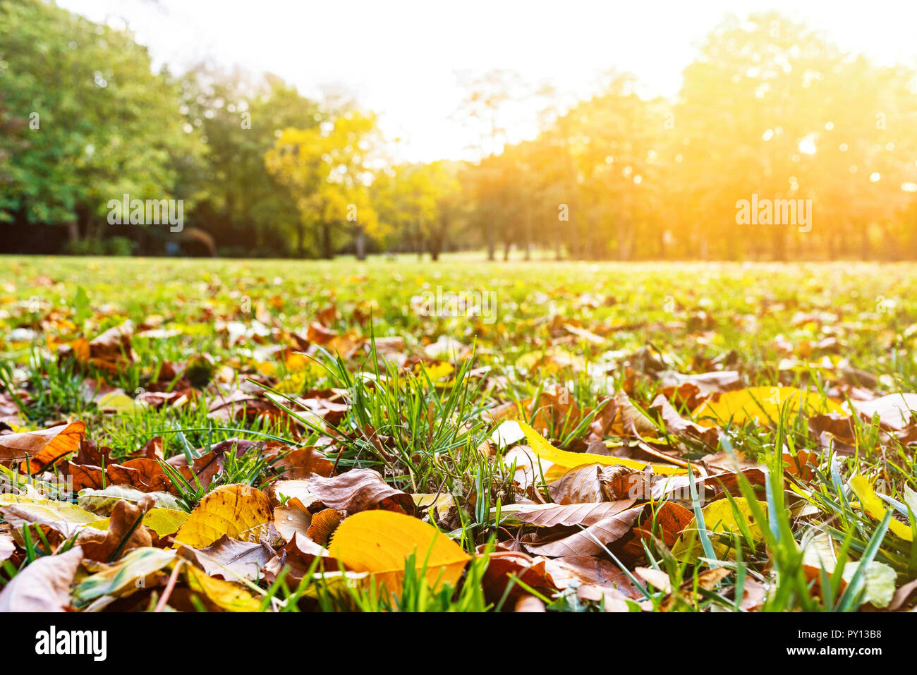 Rasen und im Herbst Laub an einem sonnigen Tag Stockfoto