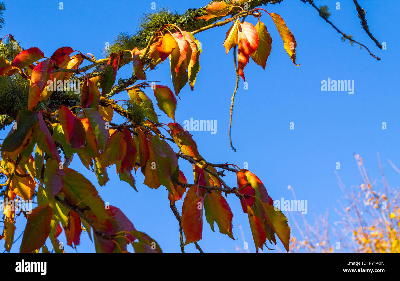 Cherry Tree Laub Blätter mit Farben des Herbstes oder Farben Stockfoto