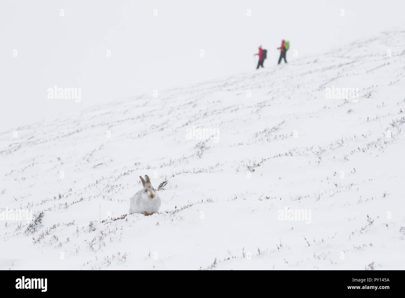 Schneehase/Alpine Hase/Schneehase (Lepus timidus) in weiß winter Fell und Wanderer im Cairngorms Nationalpark, Schottland, Großbritannien Stockfoto