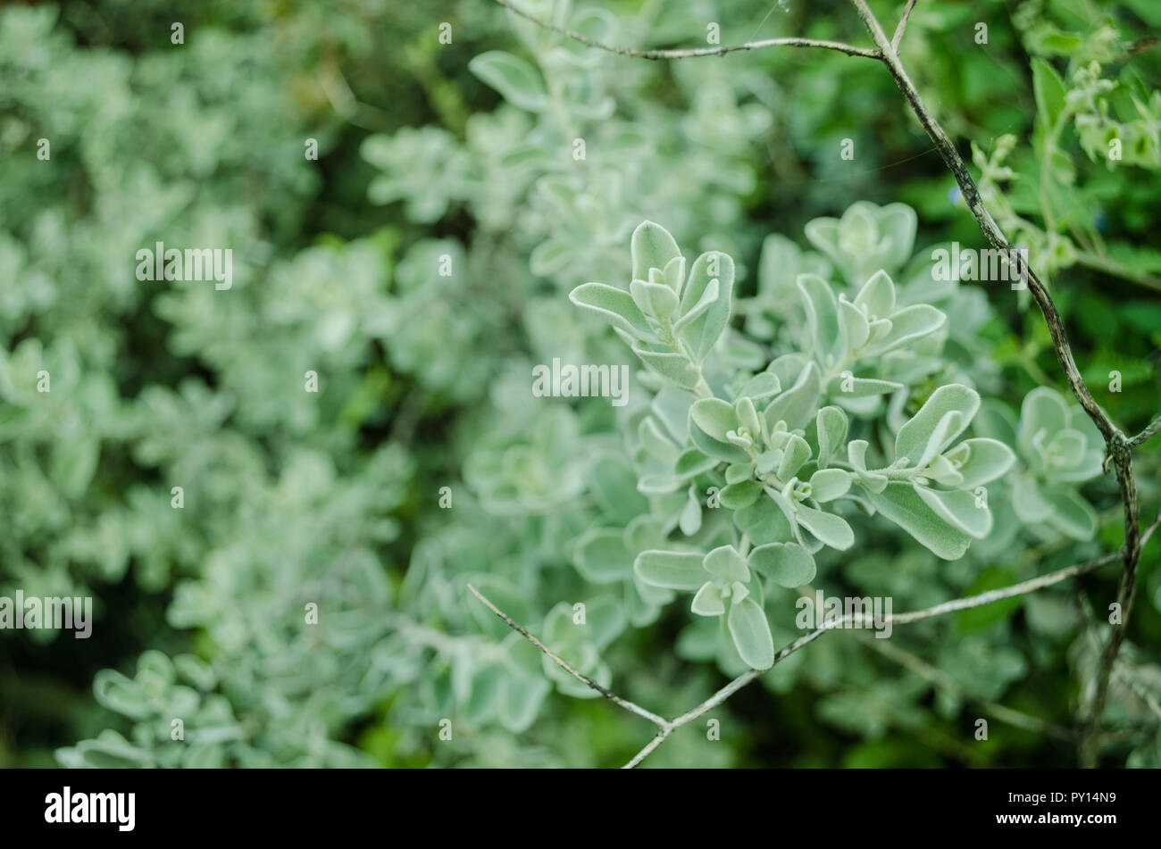 Grüne Blätter, Muster der grüne Blätter, natürlichen Hintergrund mit Blättern. Hintergrund für die Werbung Texten. Nahaufnahme der grüne Natur Stockfoto