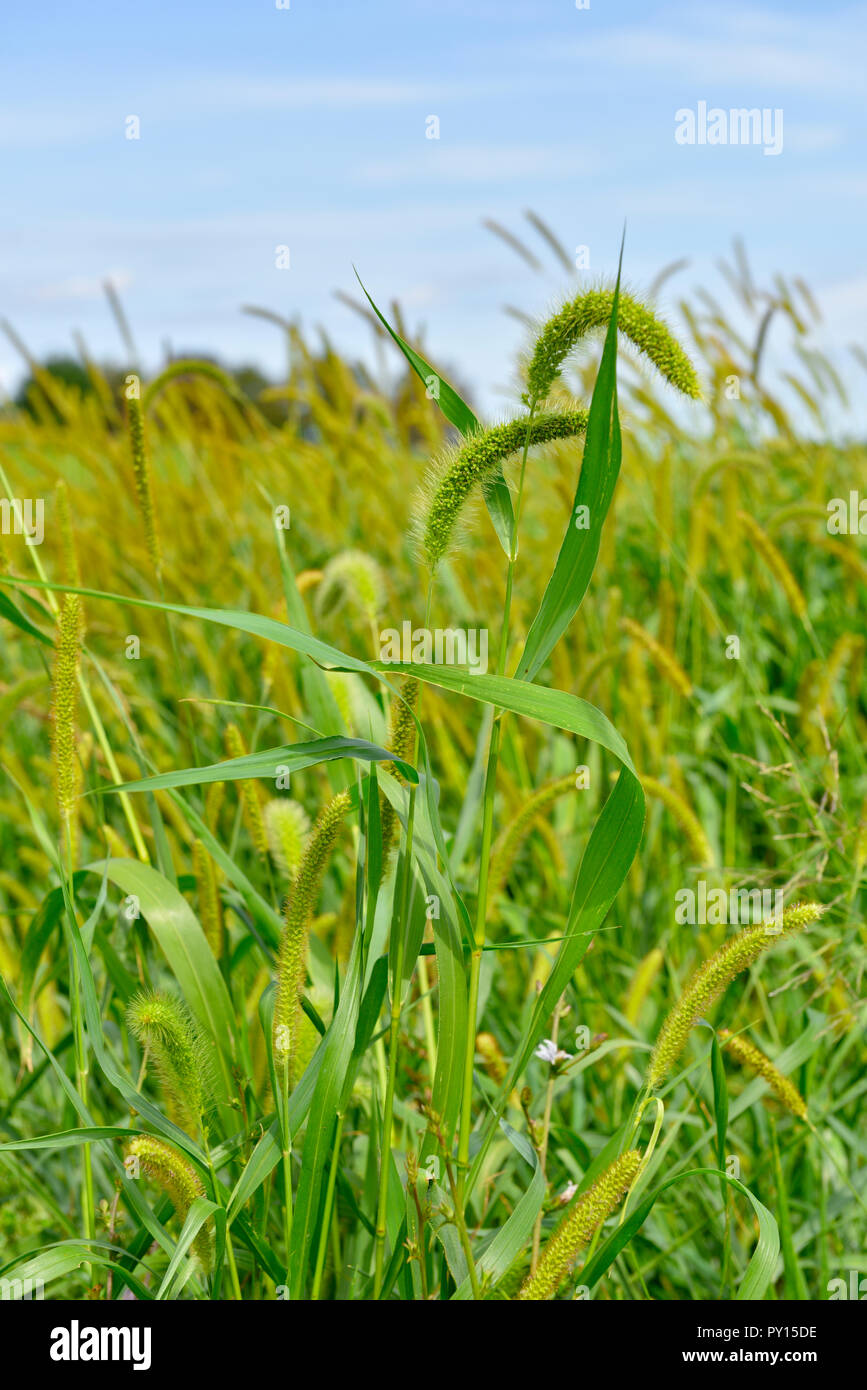 Gras wächst an der Seite von Ackerland Feld in der Finger Lakes Region des Staates New York, USA Stockfoto