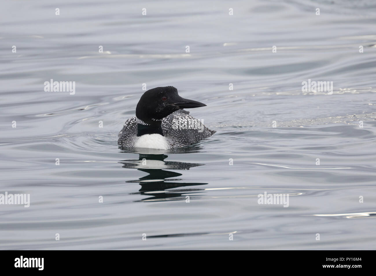 Eistaucher, Eis-Taucher, Prachtkleid, Gavia Immer, Loon, common Loon, Great Northern Diver, Le Plongeon Huard, le Plongeon imbrin, le Huart à Collier, Stockfoto