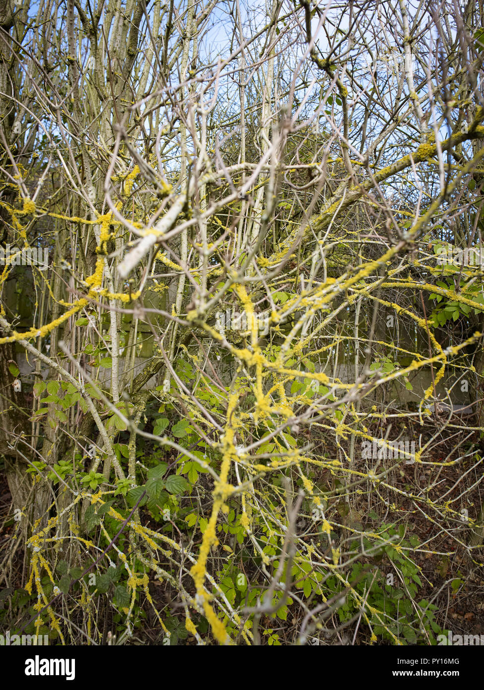 Leuchtend gelbe Fingus, die Sträucher im Herbst, South Yorkshire, England, Großbritannien, Europa Stockfoto