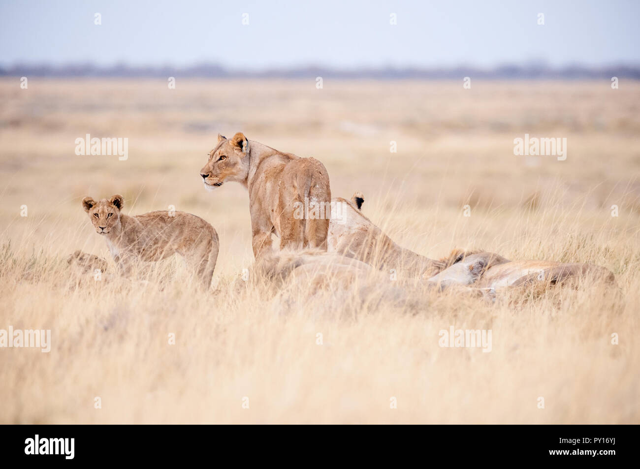 Familie, Löwe Panthera leo, Etosha National Park, Namibia Stockfoto