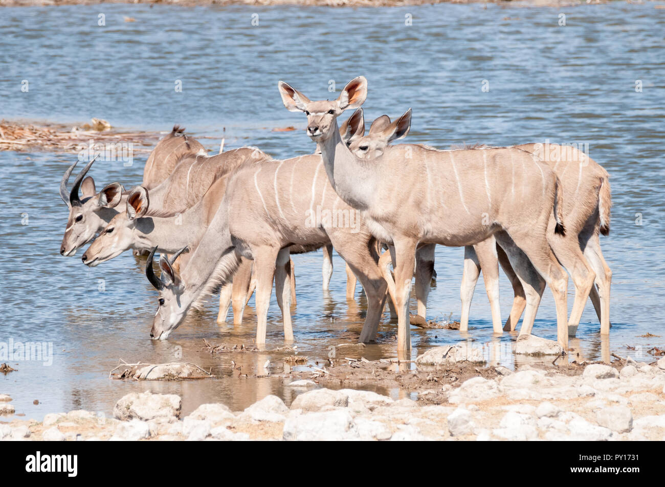 Kudus, Tragelaphus strepsiceros, in einem Wasserloch, Etosha National Park, Namibia Stockfoto