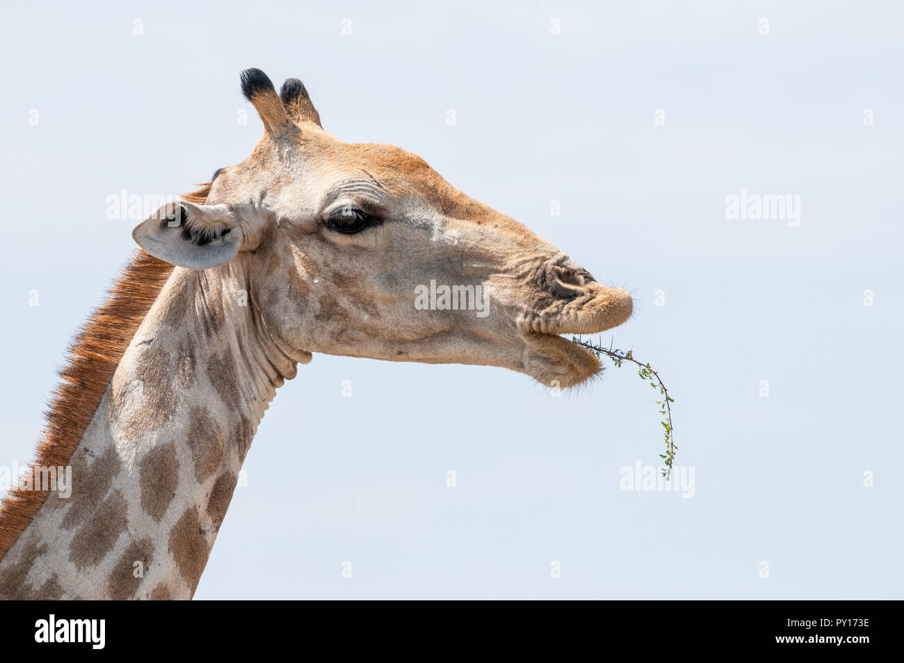 Drei - giraffe Giraffa Camelopardalis gehörnten, Akazie, Essen, Etosha National Park, Namibia Stockfoto