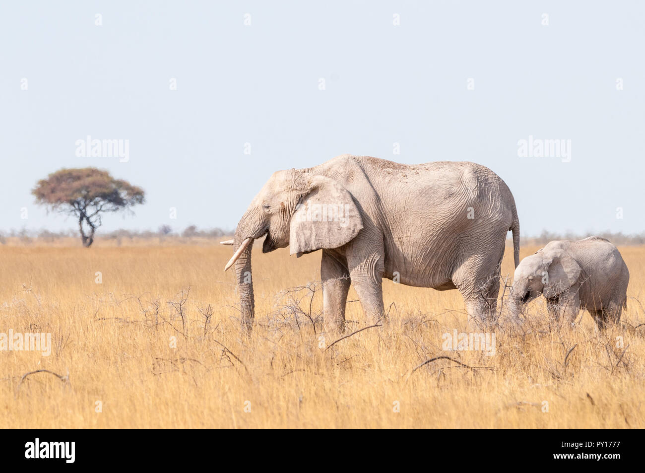 Savanna Elefant, Loxodonta africana, Etosha National Park, Namibia Stockfoto