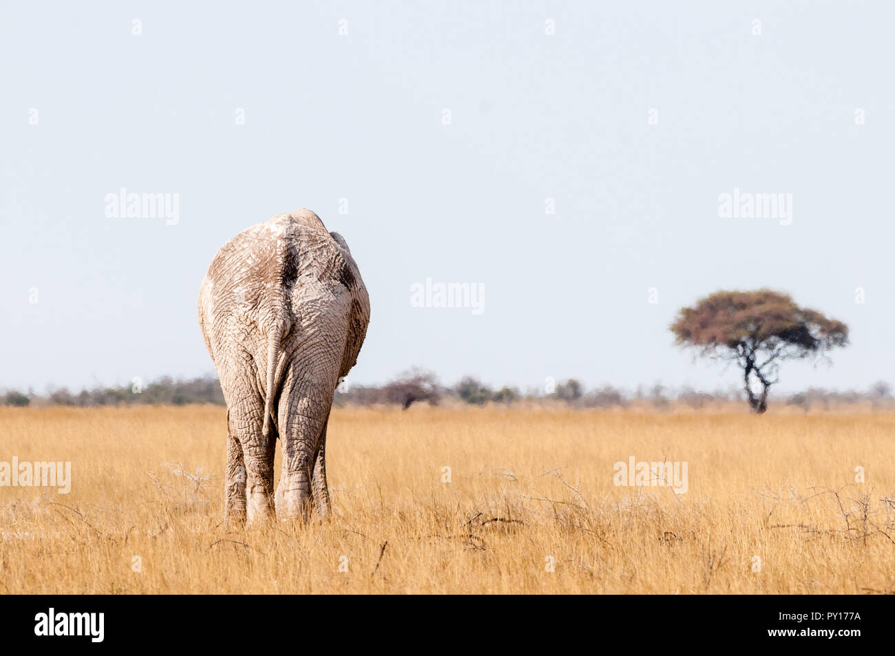 Savanna Elefant, Loxodonta africana, Etosha National Park, Namibia Stockfoto
