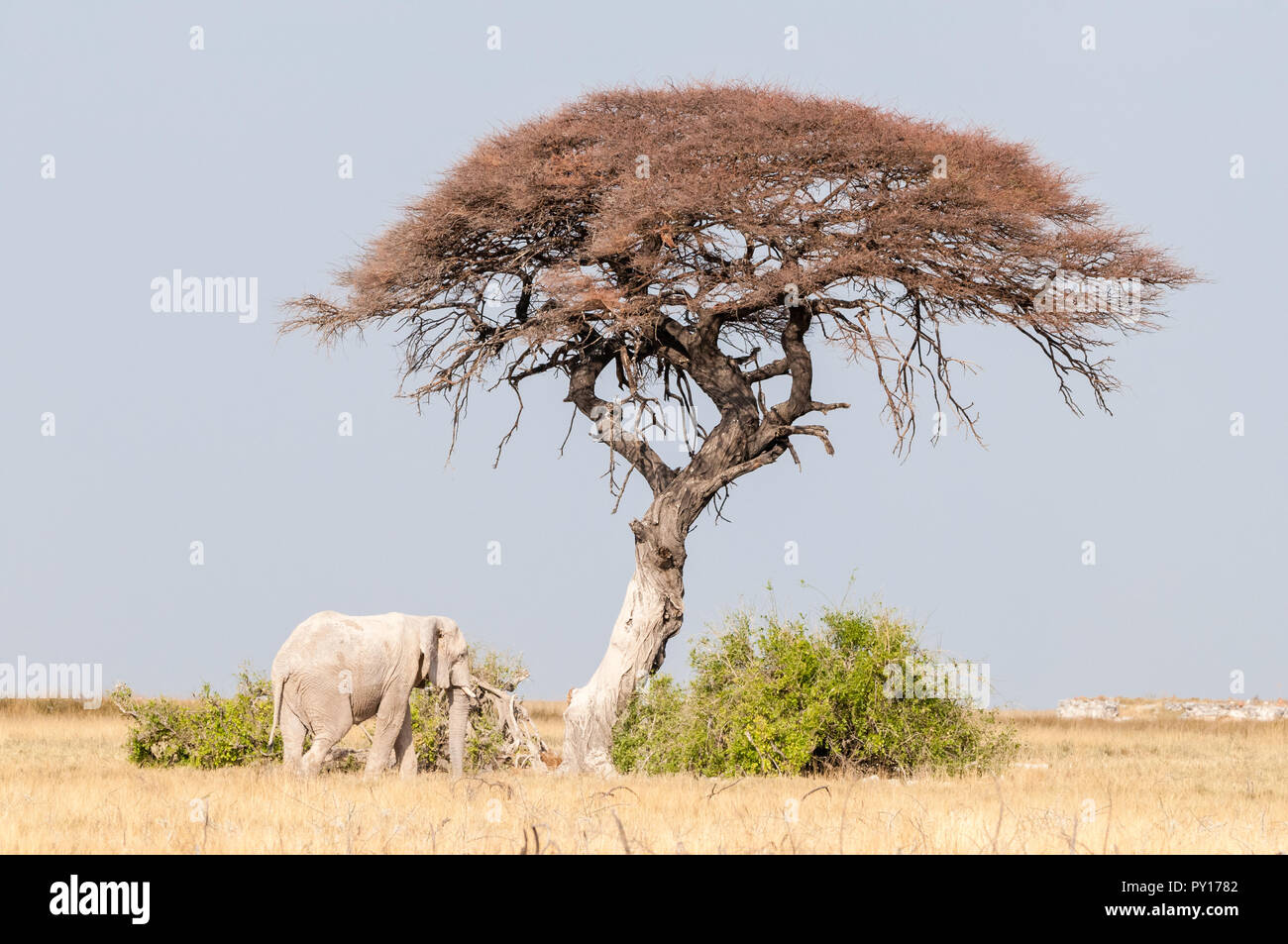 Savanna Elefant, Loxodonta africana, Essen unter einer Akazie, Etosha National Park, Namibia Stockfoto
