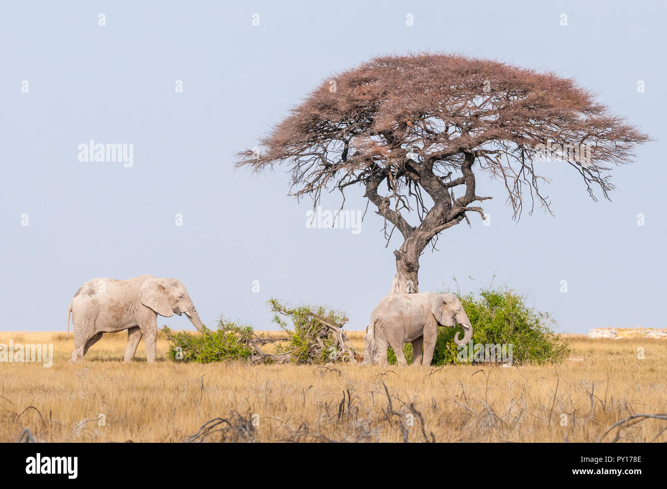 Savanna Elefant, Loxodonta africana, Essen unter einer Akazie, Etosha National Park, Namibia Stockfoto
