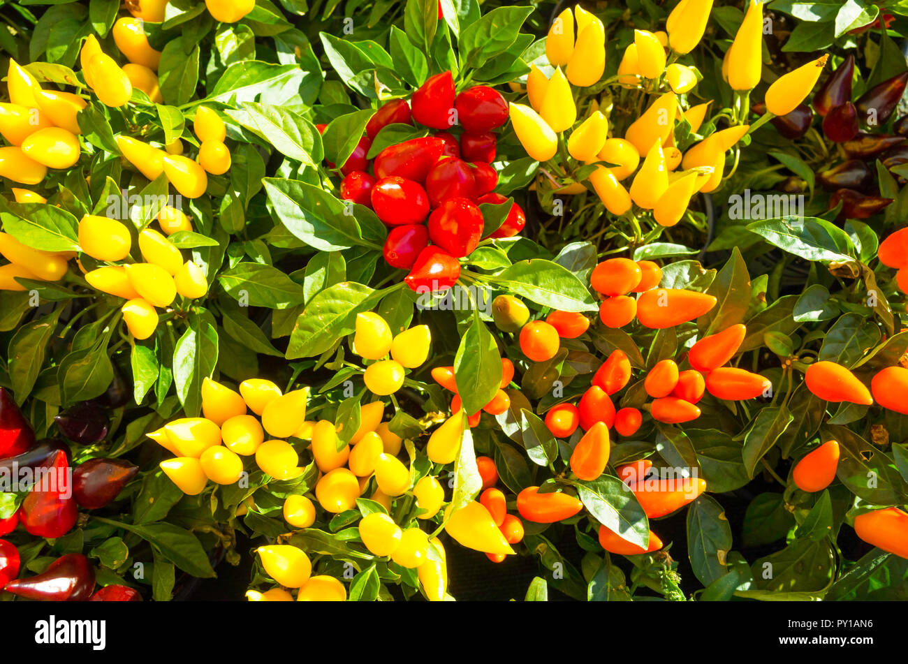 Rot Gelb und Orange Frucht auf dekorativen Topfpflanzen von Paprika Capiscum Sombrero in einem Gartencenter Stockfoto