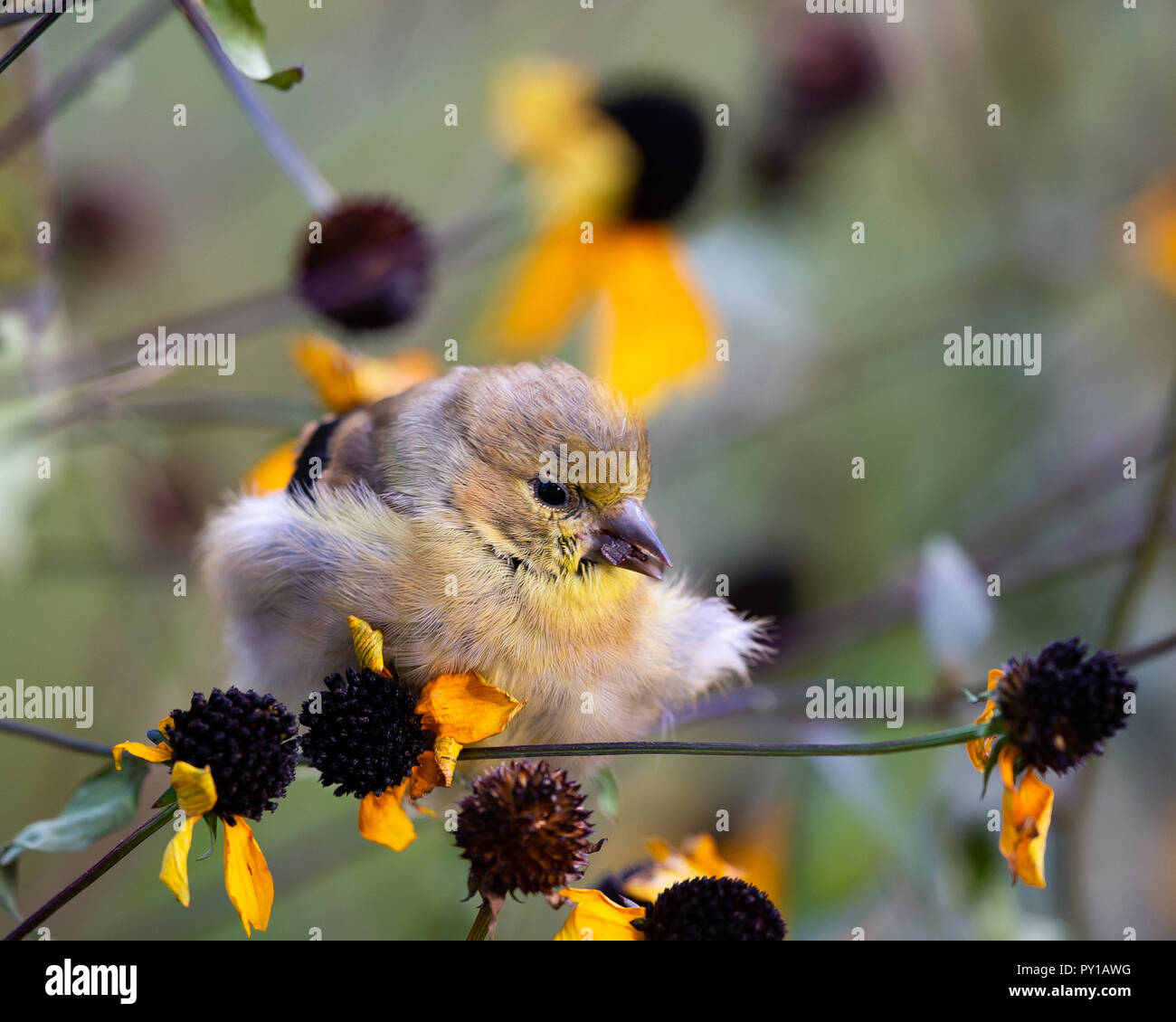 Eine amerikanische Stieglitz, Spinus tristis, Fütterung auf gelben Kegel Blumen in einem Garten in Spekulant, NY, USA, alle Fluffed gegen die Kälte. Stockfoto