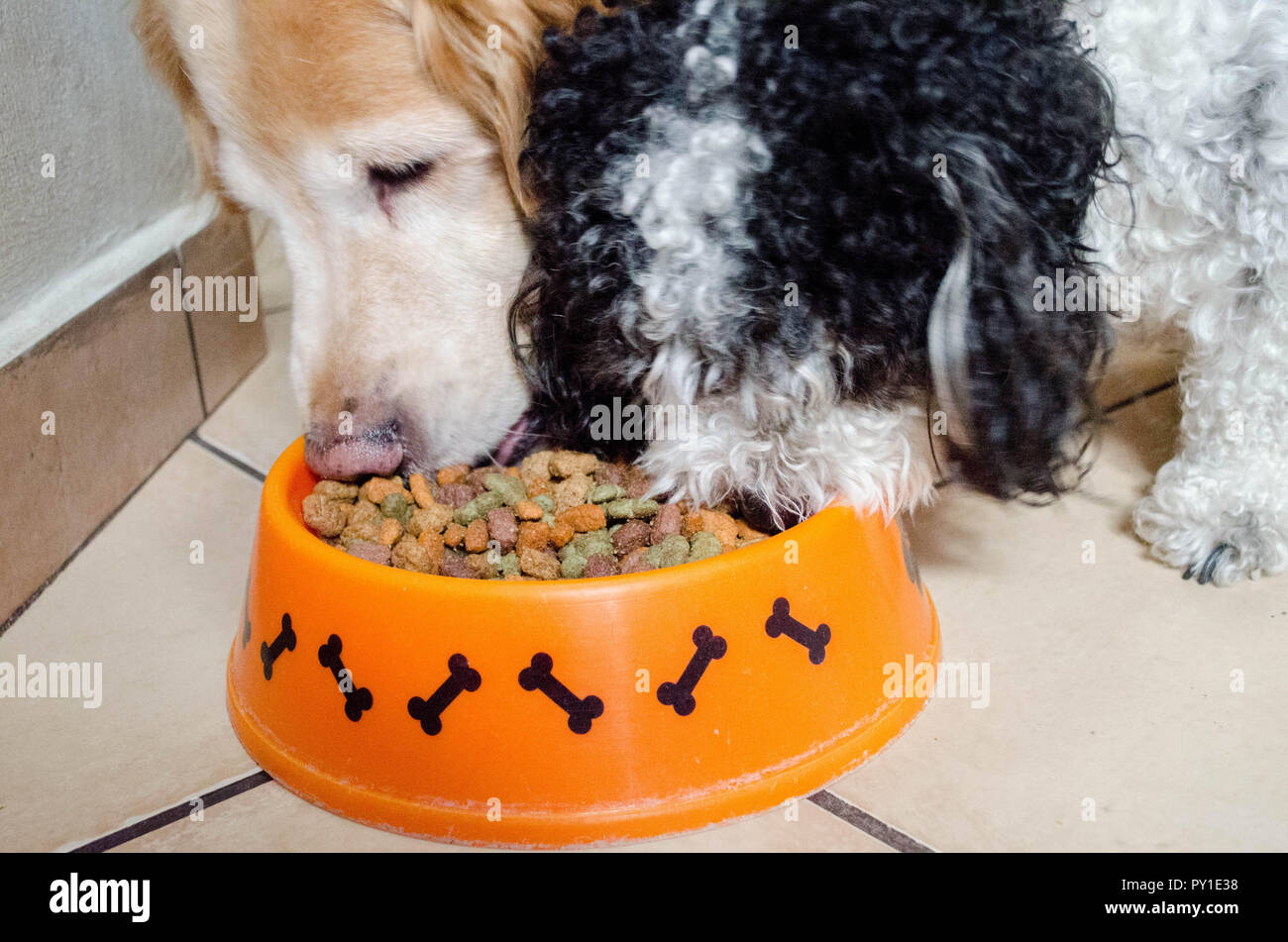 Zwei Hunde ihr Essen aus der Schüssel. Stockfoto