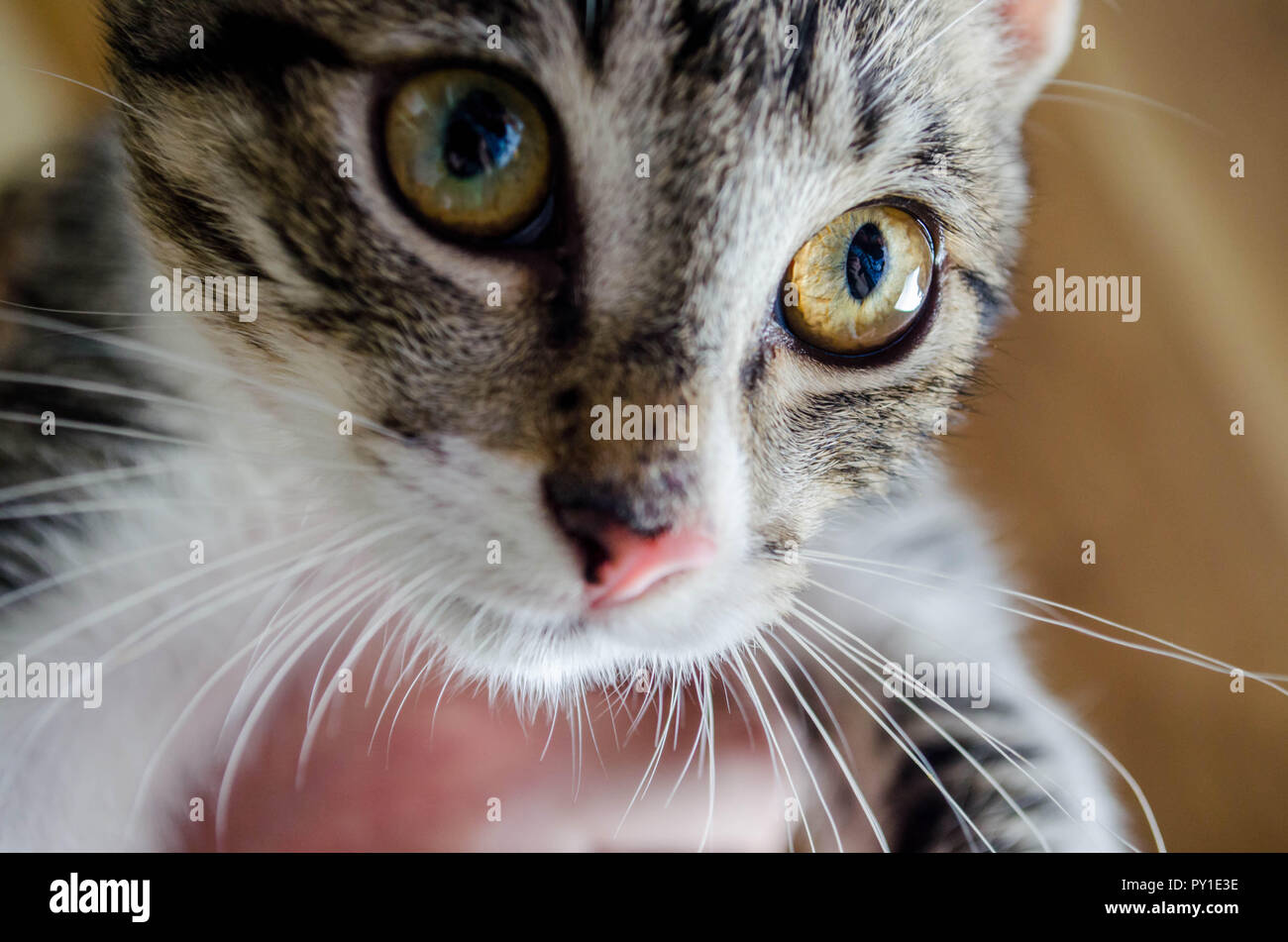 Nahaufnahme einer Schwarz und Grau gestreifte Katze mit braunen und grünen Augen, Stockfoto