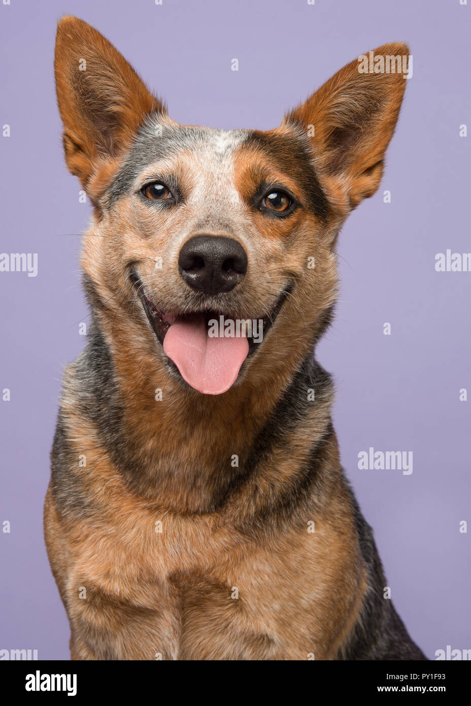 Porträt einer Australian Cattle Dog mit einem großen Lächeln auf der Suche direkt in die Kamera auf einem violetten Hintergrund in einem Bild vertikal Stockfoto