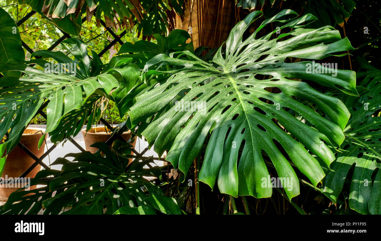 Riesige Monstera deliciosa Blatt in einem Garten Stockfotografie - Alamy