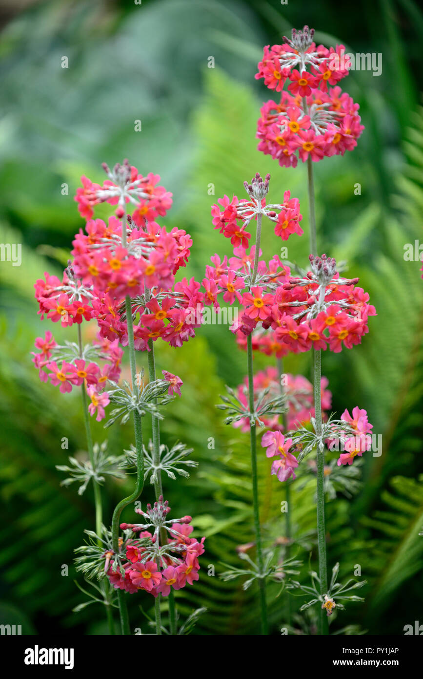 Primula japonica, Rosa, kandelaber Primrose, mehrjährig, RM Floral Stockfoto